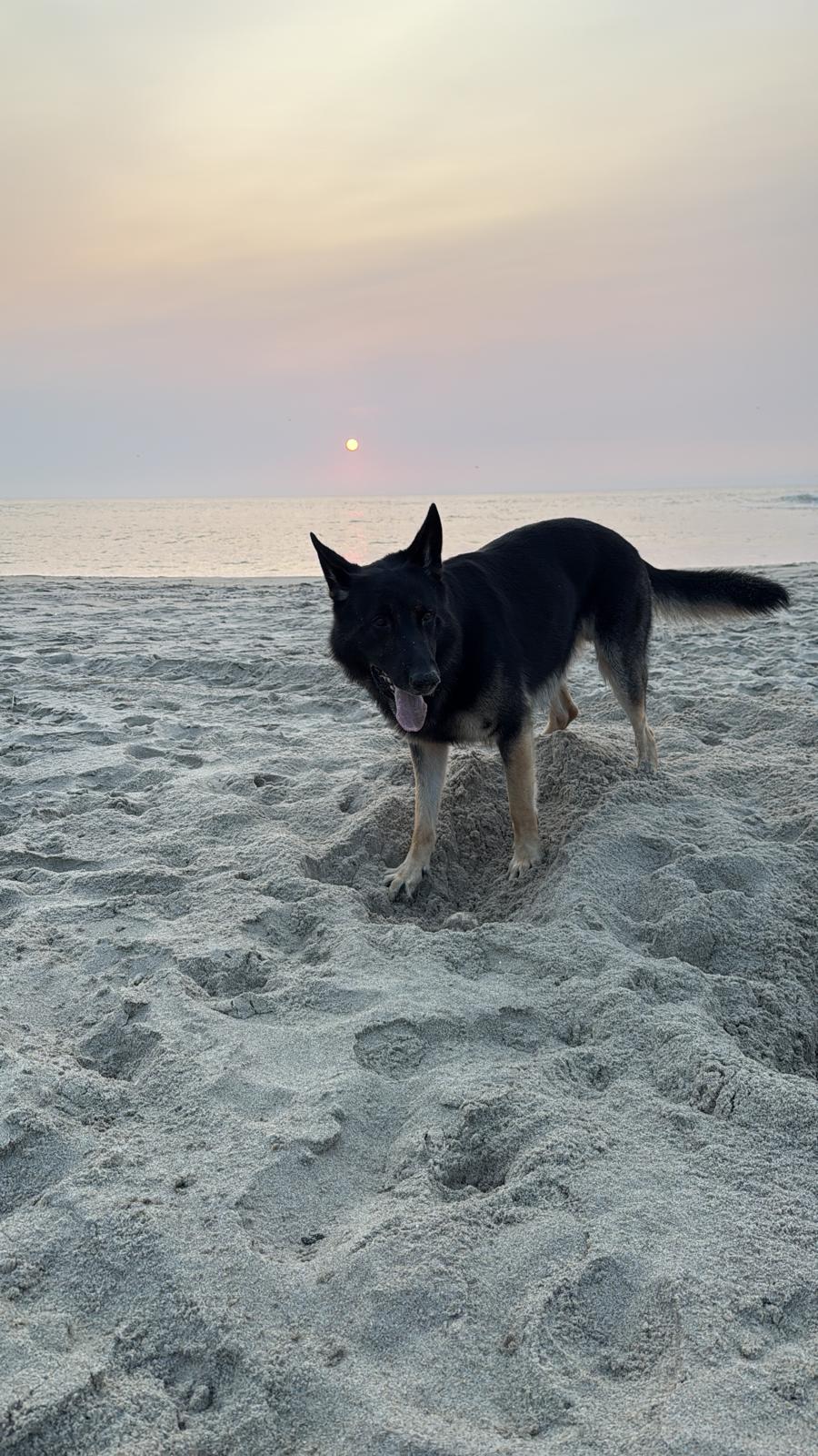 Meet Charlie: The 90-Pound German Shepherd Who Thinks He’s the&nbsp;Director